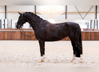 KWPN, Klacz, 10 lat, 168 cm, Kara