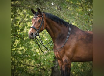 KWPN, Klacz, 10 lat, 169 cm, Ciemnogniada