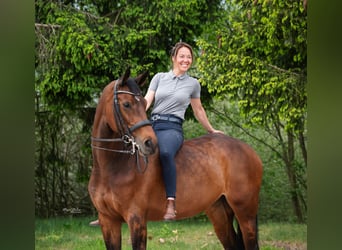 KWPN, Klacz, 10 lat, 169 cm, Ciemnogniada