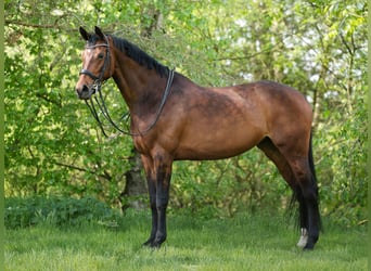 KWPN, Klacz, 10 lat, 169 cm, Ciemnogniada