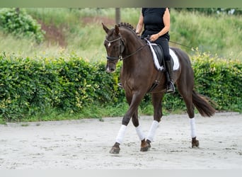 KWPN, Klacz, 10 lat, 169 cm, Kasztanowata