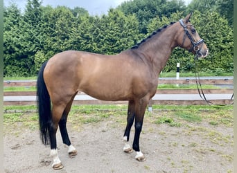 KWPN, Klacz, 10 lat, 170 cm, Ciemnogniada