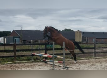 KWPN, Klacz, 10 lat, 170 cm, Gniada