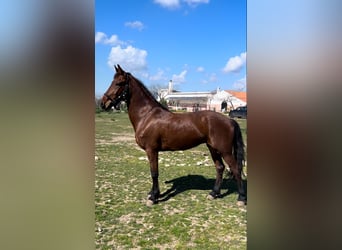 KWPN Mix, Klacz, 10 lat, 170 cm, Gniada