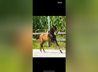 KWPN, Klacz, 10 lat, 170 cm, Kasztanowata