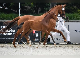 KWPN, Klacz, 10 lat, 170 cm, Kasztanowata