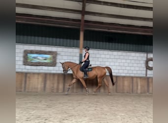 KWPN, Klacz, 10 lat, 170 cm, Kasztanowata