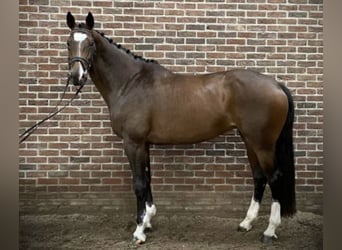 KWPN, Klacz, 10 lat, 171 cm, Gniada