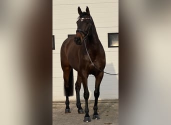 KWPN, Klacz, 10 lat, 171 cm, Gniada