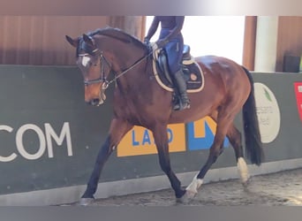 KWPN, Klacz, 10 lat, 173 cm, Gniada