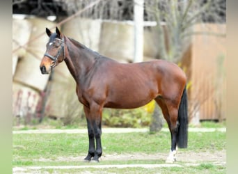 KWPN, Klacz, 10 lat, 173 cm, Gniada