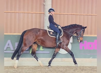 KWPN, Klacz, 10 lat, 173 cm, Gniada