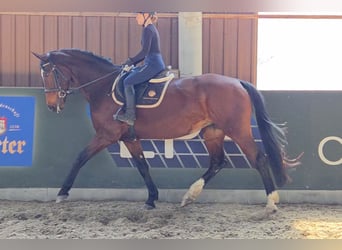 KWPN, Klacz, 10 lat, 173 cm, Gniada