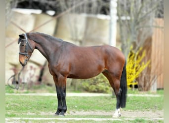 KWPN, Klacz, 10 lat, 173 cm, Gniada