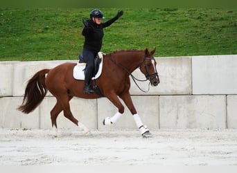 KWPN, Klacz, 10 lat, 174 cm, Kasztanowata