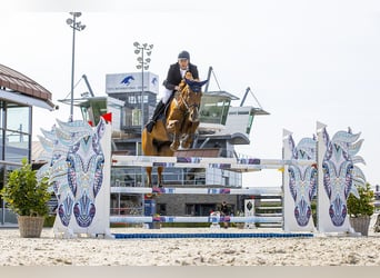 KWPN, Klacz, 10 lat, 176 cm, Kasztanowata