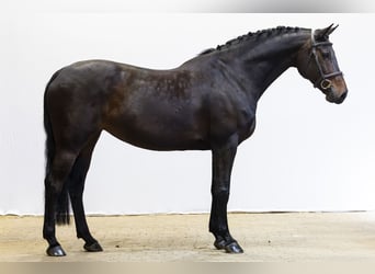 KWPN, Klacz, 11 lat, 160 cm