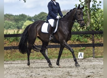 KWPN, Klacz, 11 lat, 161 cm, Ciemnogniada