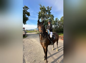 KWPN, Klacz, 11 lat, 164 cm