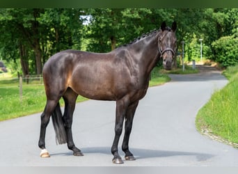 KWPN, Klacz, 11 lat, 164 cm