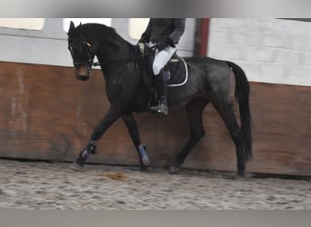 KWPN, Klacz, 11 lat, 165 cm, Ciemnogniada