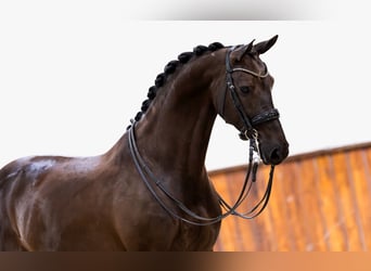 KWPN, Klacz, 11 lat, 165 cm, Ciemnogniada