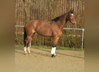 KWPN, Klacz, 11 lat, 165 cm, Gniada