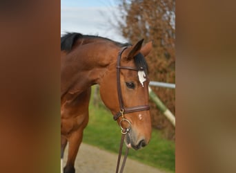 KWPN, Klacz, 11 lat, 165 cm, Gniada