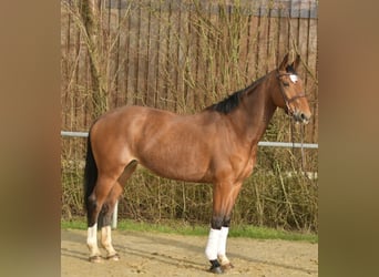 KWPN, Klacz, 11 lat, 165 cm, Gniada