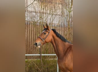 KWPN, Klacz, 11 lat, 165 cm, Gniada