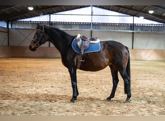 KWPN, Klacz, 11 lat, 165 cm