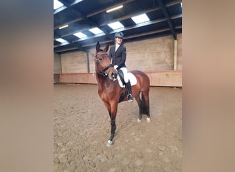 KWPN, Klacz, 11 lat, 169 cm, Gniada