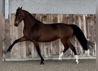 KWPN, Klacz, 11 lat, 170 cm, Gniada