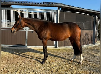 KWPN, Klacz, 11 lat, 170 cm, Gniada