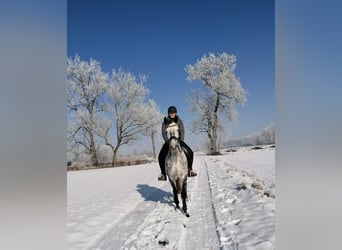 KWPN, Klacz, 11 lat, 170 cm, Siwa jabłkowita