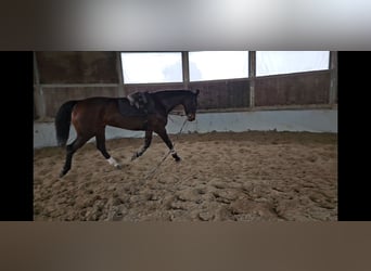 KWPN, Klacz, 11 lat, 174 cm, Gniada