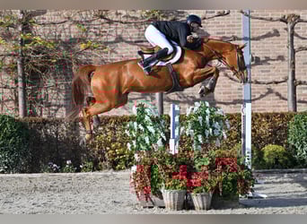 KWPN, Klacz, 11 lat, 174 cm, Kasztanowata