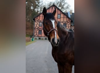 KWPN, Klacz, 11 lat, 175 cm, Gniada