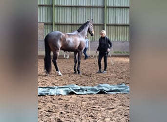 KWPN, Klacz, 12 lat, 164 cm, Ciemnogniada