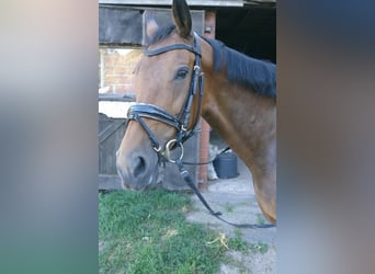 KWPN, Klacz, 12 lat, 165 cm, Gniada
