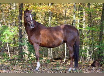 KWPN, Klacz, 12 lat, 165 cm, Kasztanowata