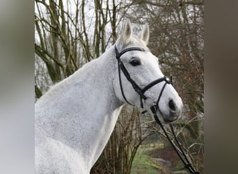 KWPN, Klacz, 12 lat, 166 cm, Siwa jabłkowita