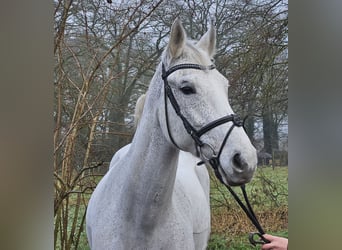 KWPN, Klacz, 12 lat, 166 cm, Siwa jabłkowita