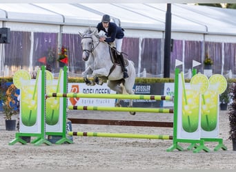 KWPN, Klacz, 12 lat, 168 cm, Siwa