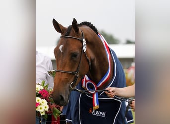 KWPN, Klacz, 12 lat, 173 cm, Ciemnogniada