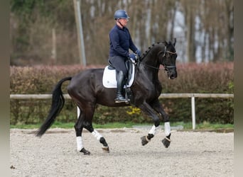 KWPN, Klacz, 12 lat, 175 cm, Kara