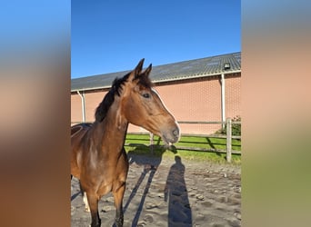 KWPN, Klacz, 13 lat, 162 cm, Gniada