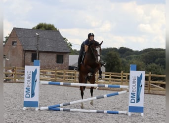 KWPN, Klacz, 13 lat, 165 cm, Gniada