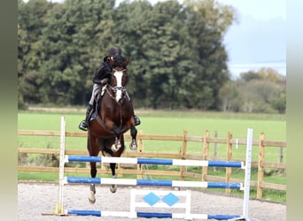 KWPN, Klacz, 13 lat, 165 cm, Gniada