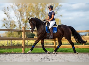KWPN, Klacz, 13 lat, 165 cm, Gniada